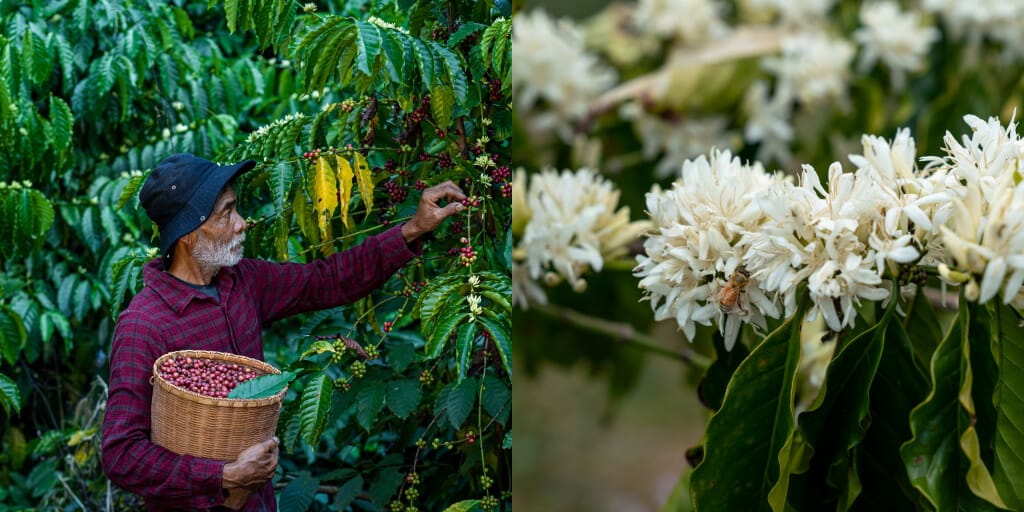 Regenerative Agriculture, Permaculture, Natural: What Do Those Phrases Actually Ruthless In Espresso?