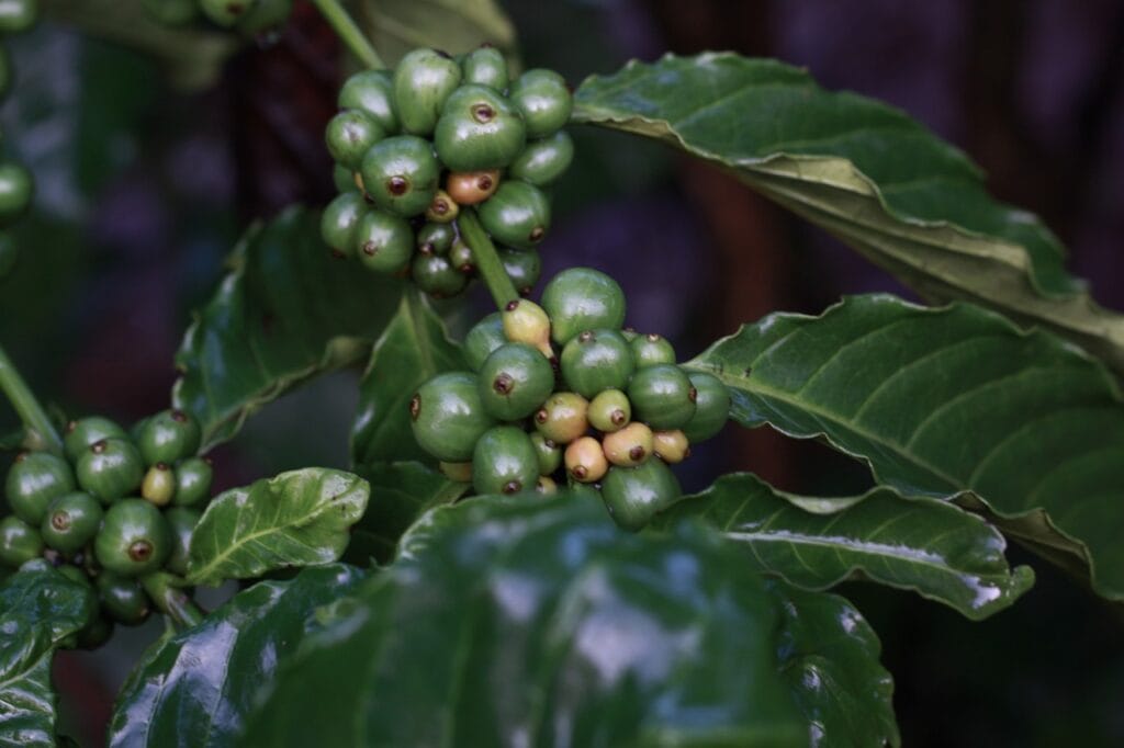 How Green Coffee Bean Extract Can Aid in Weight Loss