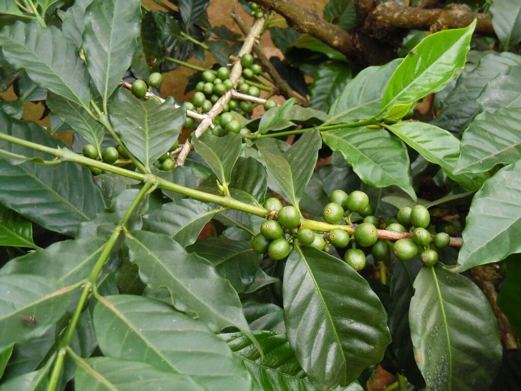 How Green Coffee Bean Extract Can Aid in Weight Loss
