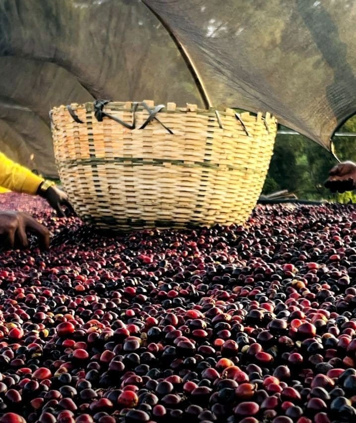 Arabica Espresso Trades Upper on Beneath-Reasonable Mist in Brazil Arabica Espresso Trades Upper on Beneath-Reasonable Mist in Brazil
