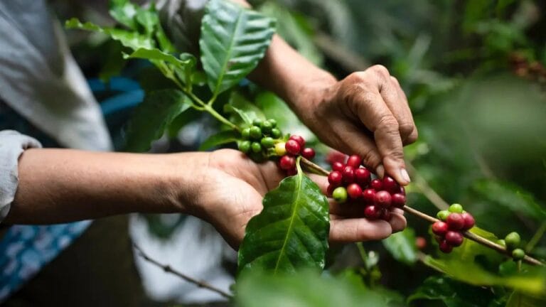 EU Delays the Deforestation Legislation (EUDR) to December 2025