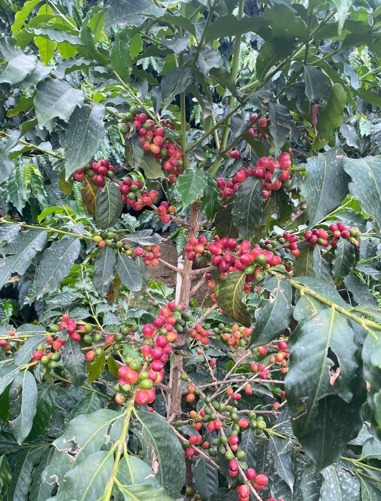 Provide Issues Force Espresso Costs to Unused Highs Provide Issues Force Espresso Costs to Unused Highs