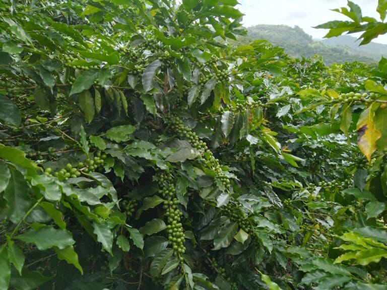 Collaboration to Exit Regenerative Agriculture in Mexico’s Espresso Sector