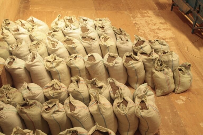 World Espresso Markets Beneath the Highlight: Value Volatility and Manufacturing Demanding situations