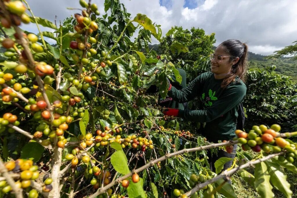 Arabica Espresso Costs Crash Report Top: What’s Going Down Within The Espresso Marketplace?