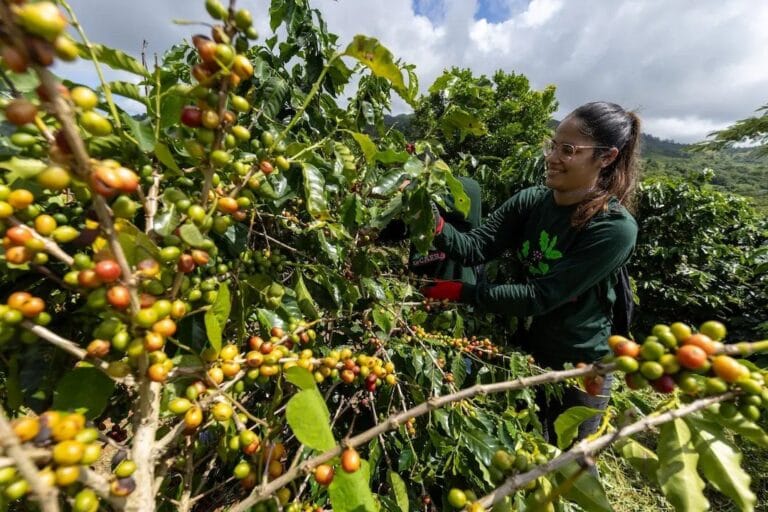 Arabica Espresso Costs Crash Report Top: What’s Going down within the Espresso Marketplace?
