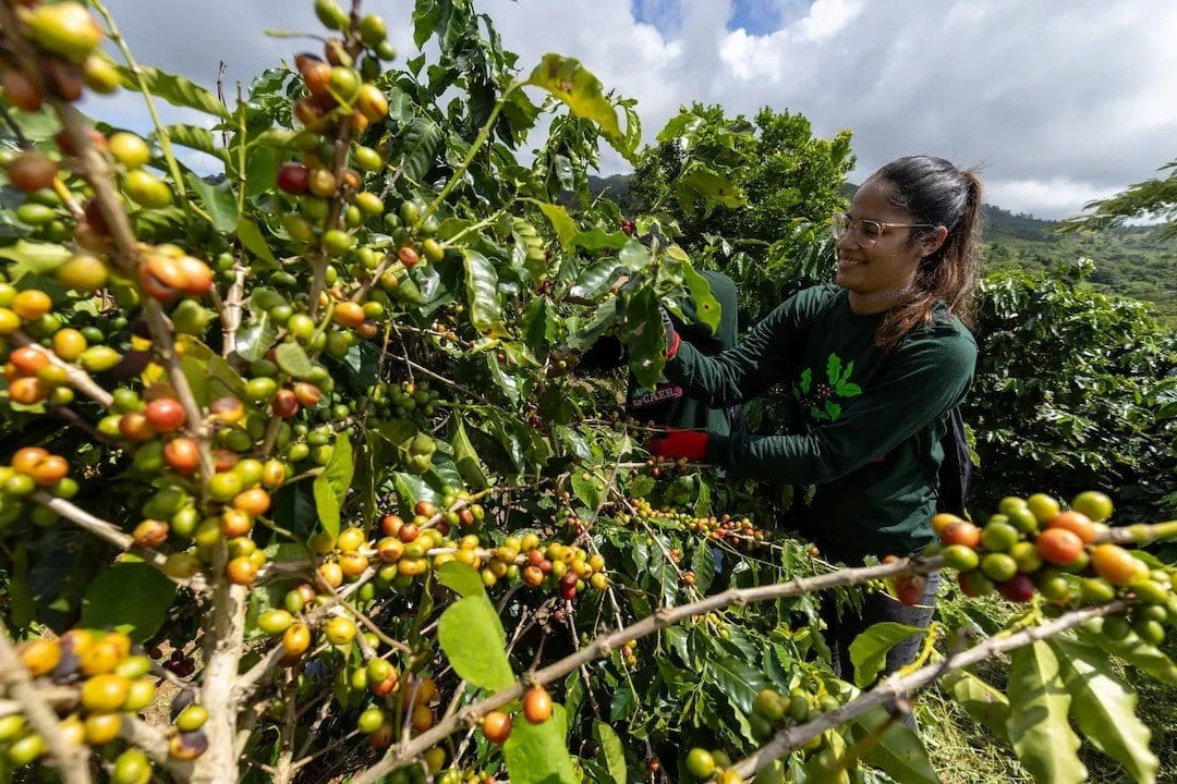 Arabica Espresso Costs Crash Report Top: What’s Going down within the Espresso Marketplace?