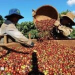 Can Vietnam and Indonesia Make amends for Brazil’s Decrease in Espresso Manufacturing?