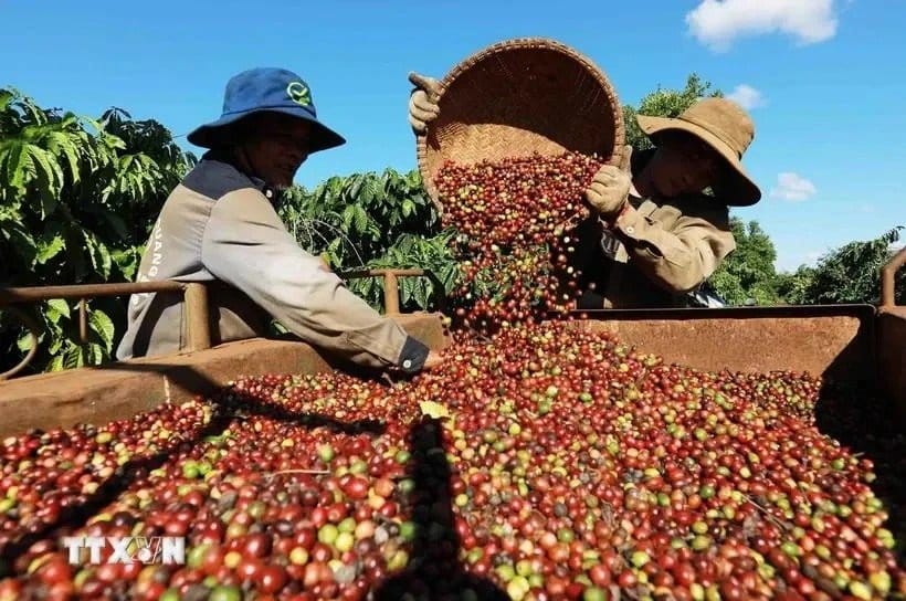 Can Vietnam and Indonesia Make amends for Brazil’s Decrease in Espresso Manufacturing?