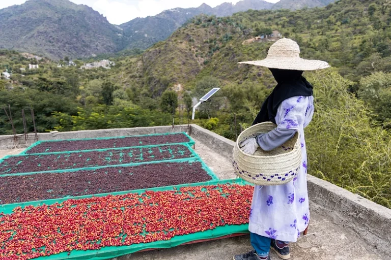 Coffee Prices Decline as Weather Conditions Improve in Key Regions