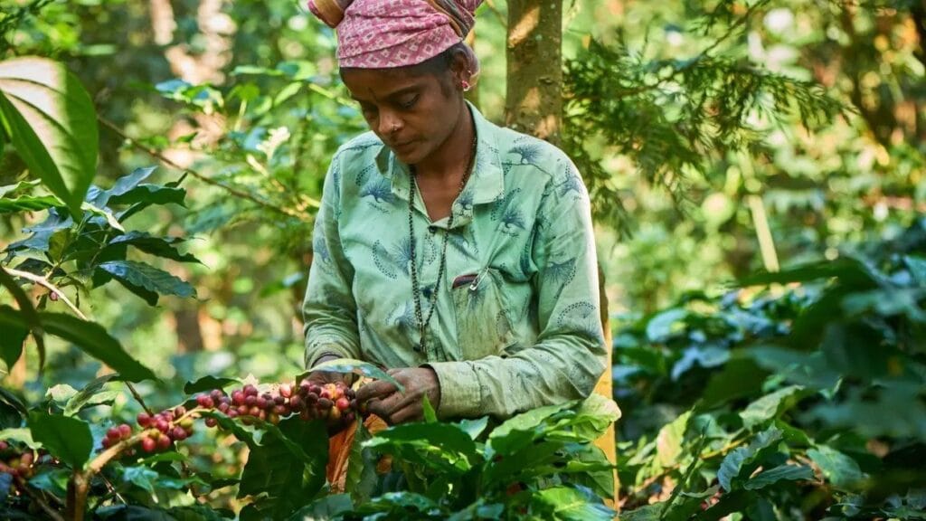 India Brews Historic Milestone: Coffee Exports Surpass Billion Mark in Record Surge India Brews Historic Milestone: Coffee Exports Surpass Billion Mark in Record Surge