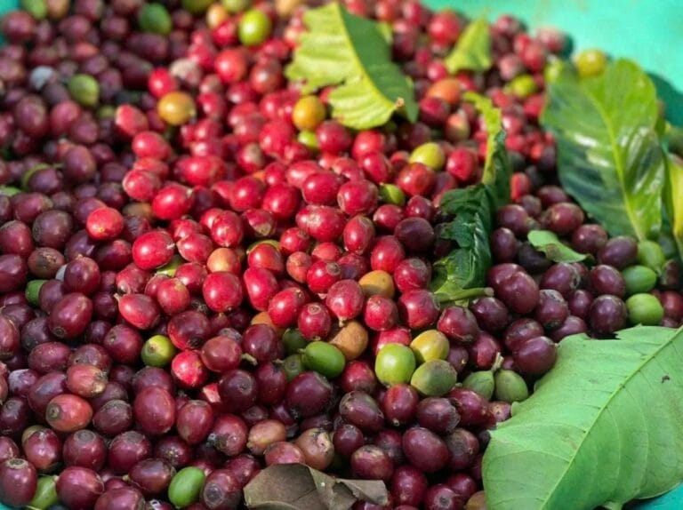 Coffee Board of India to Introduce National Certifications for Coffee Producers