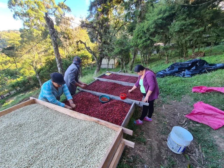 Ethiopia and Brazil Lead Coffee Export Growth in 2024 Amid Mixed Global Trends