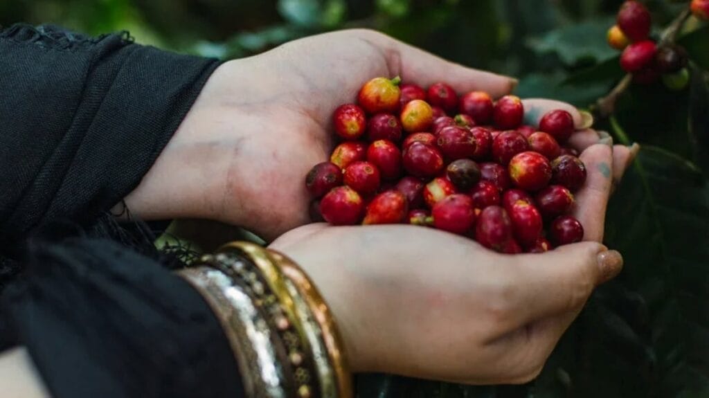 Mexican Coffee: A Tale of Rich Heritage and Unique Flavors Mexican Coffee: A Tale of Rich Heritage and Unique Flavors