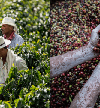 Interest in Honduran coffee is growing: What do buyers need to know?