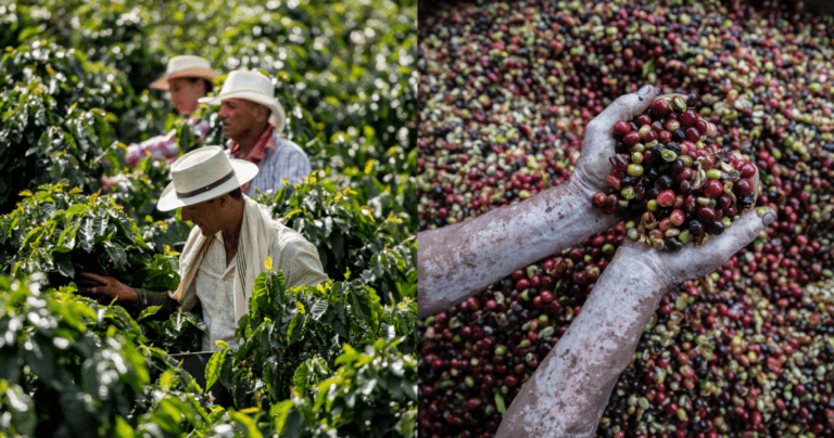 Interest in Honduran coffee is growing: What do buyers need to know?