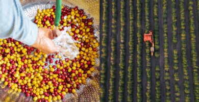 Producers are facing more challenges: Could processing innovation be a solution?