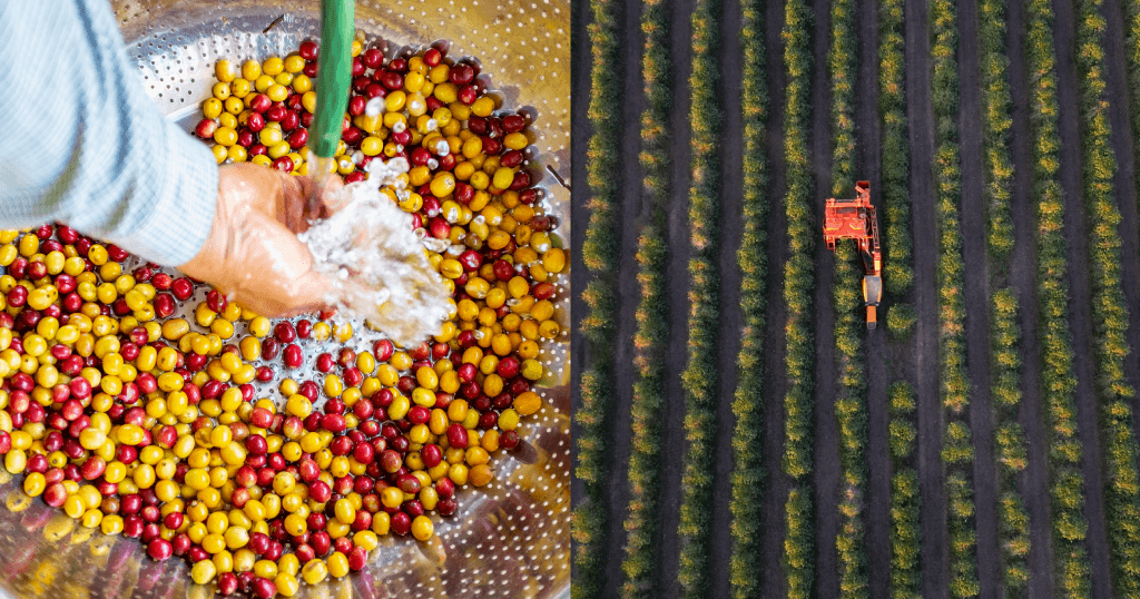 Producers are facing more challenges: Could processing innovation be a solution?