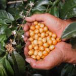 Sustainability Initiatives Ensure the Future of Peruvian Coffee