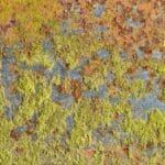 Understanding the Role of Fat Oxidation in Achieving a Leaner Physique