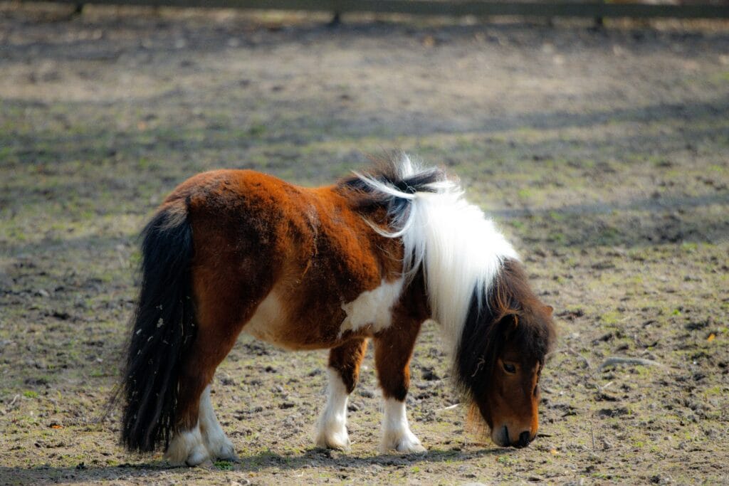 Exploring the Danish Island of Seaweed Cottages, Salt, and Seafood