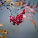 Expert Advice on Improving Your Gut Health for Optimal Wellness