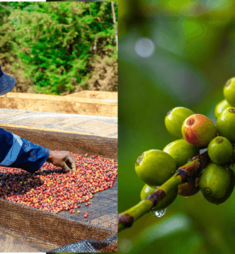 For roasters looking for differentiation, Nigerian coffee could be the answer