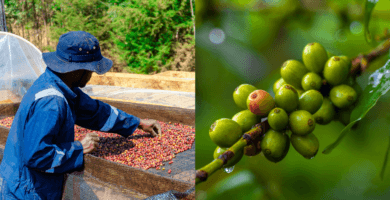 For roasters looking for differentiation, Nigerian coffee could be the answer