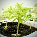 The Role of Fiber in Digestive Health and Disease Prevention