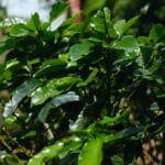 A Espresso Apparatus Public sale + Untouched Stumptown BagsDaily Espresso Information through Roast Booklet