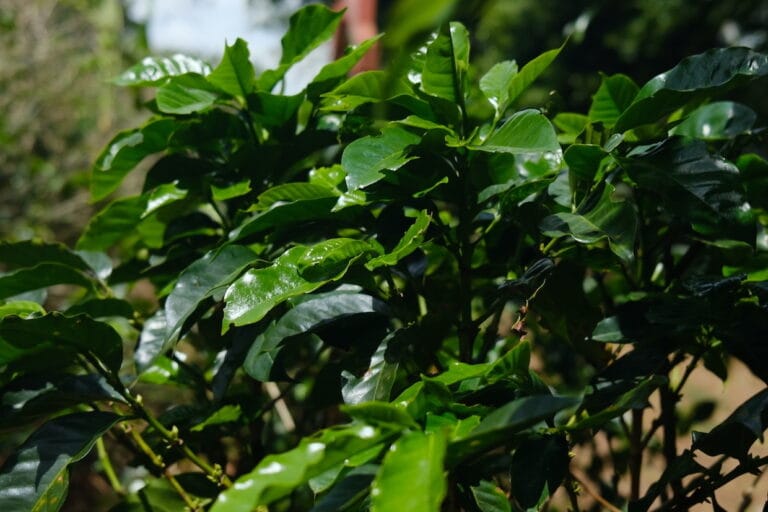 A Espresso Apparatus Public sale + Untouched Stumptown BagsDaily Espresso Information through Roast Booklet