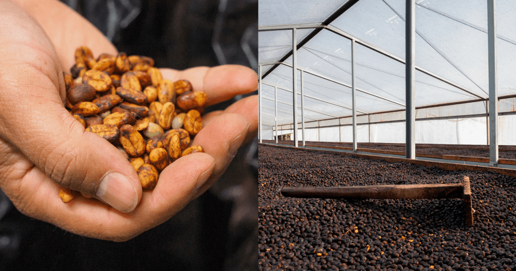 Infused Coffees Are Diversifying – However Will Have To Roasters Embody All Of Them?