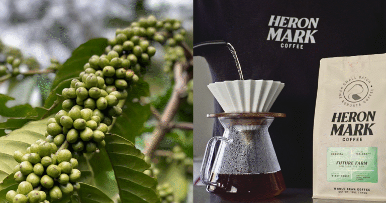 Robusta’s revival continues: What does it heartless for espresso manufacturers?