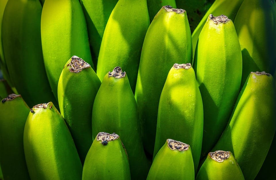 The Key to Better Digestion: 5 Tips for Improving Gut Health