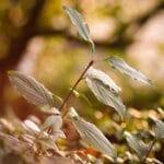 The Top Foods for Naturally Increasing Your Metabolism