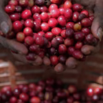 Espresso Farmers Pay the Value
