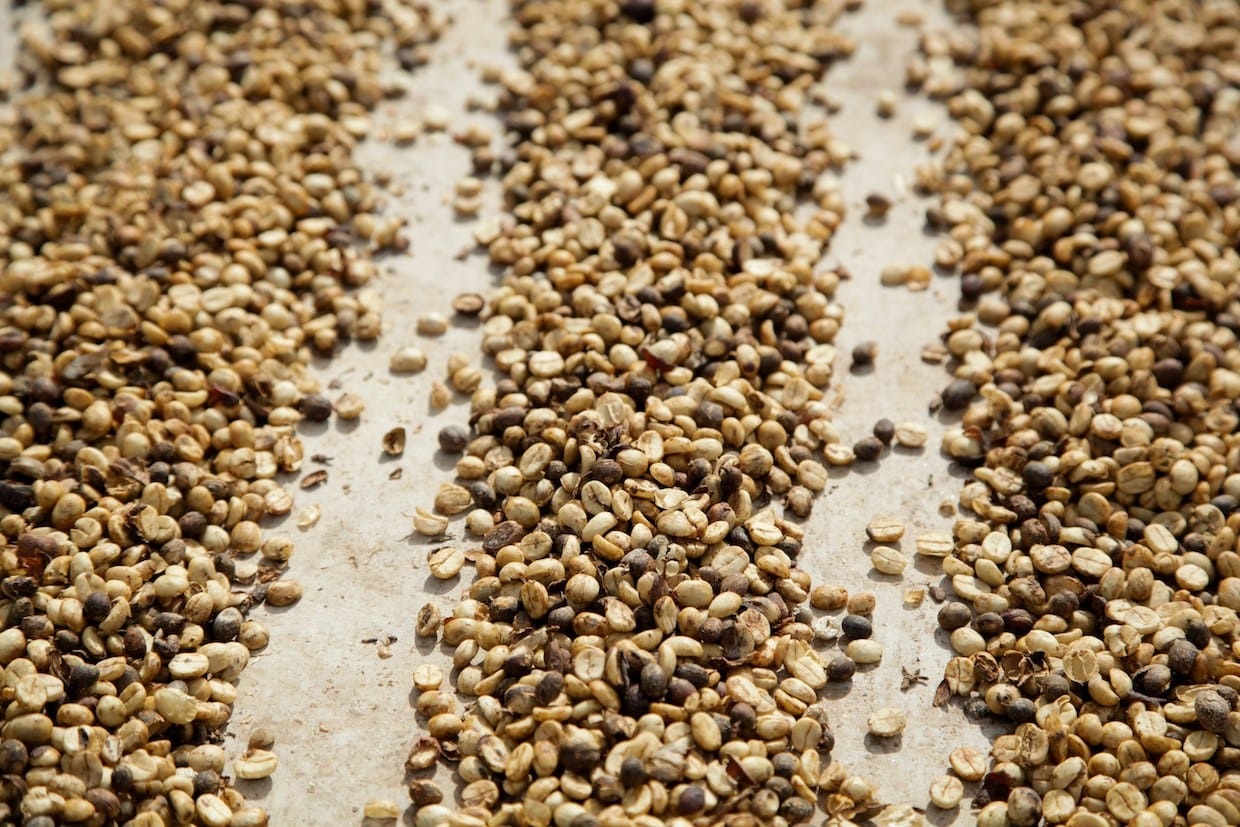 Exertions Allegations + Brandnew Ethiopian Espresso Public sale