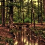 Revitalize Your Body and Mind with These Refreshing Wellness Drinks