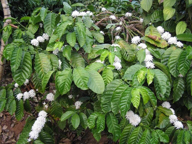 Robusta, Liberica, and Excelsa Espresso Evaluations