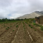 The Colonial Historical past of Latin American Espresso Manufacturing: Section One