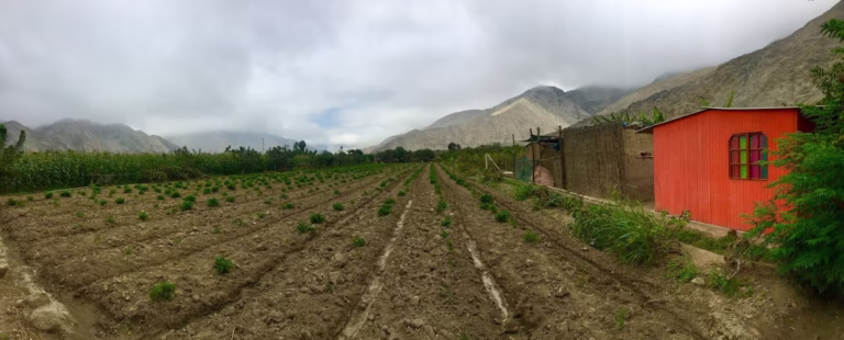 The Colonial Historical past of Latin American Espresso Manufacturing: Section One