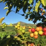 Direct Industry at Starting place: Brewing World Espresso Affect