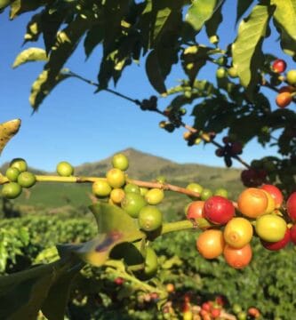 Direct Industry at Starting place: Brewing World Espresso Affect