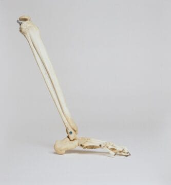 Espresso Might Considerably Shed Osteoporosis Possibility