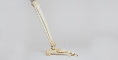 Espresso Might Considerably Shed Osteoporosis Possibility