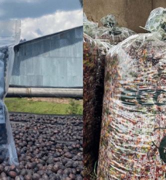 From coverage to packaging: What roasters wish to find out about EUDR-ready espresso