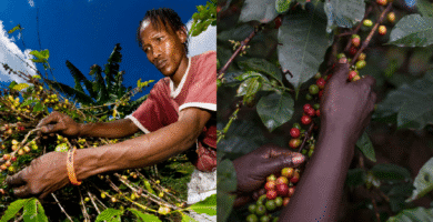 How Jamaica’s espresso sector is evolving