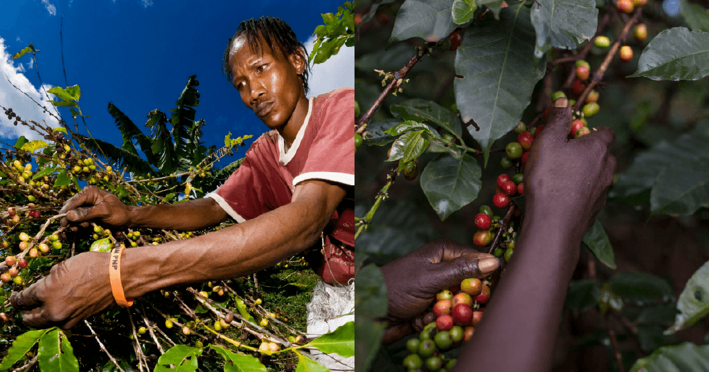 How Jamaica’s espresso sector is evolving How Jamaica’s espresso sector is evolving