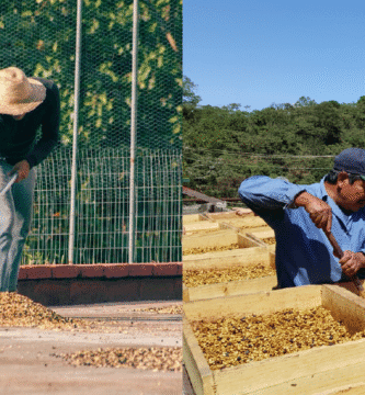 How roasters can get ready for espresso worth volatility