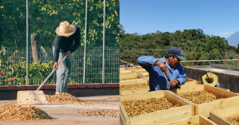 How roasters can get ready for espresso worth volatility